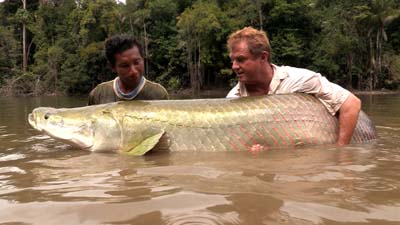 Arapaima 400.jpg